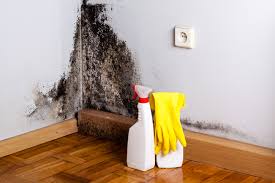 Best Environmental Consulting for Mold Prevention in USA